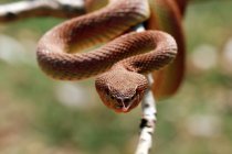 Portrait of a viper snake on a branch, blurred background — Stock Photo