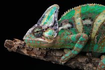 Veiled chameleon on a branch, closeup view, selective focus — Stock Photo