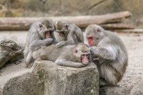 Cuatro monos arreglándose entre sí, Indonesia - foto de stock