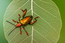 Metallic shield bug on a leaf, closeup view — Stock Photo