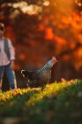 Niño de pie en un jardín jugando con un pollo, Estados Unidos - foto de stock