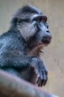 Vista de primer plano de Retrato de un macaco tonkeano - foto de stock