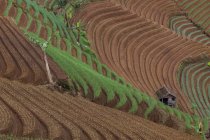Вид с воздуха на рисовое поле, Индонезия — стоковое фото