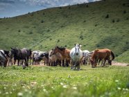 Rebanho de cavalos selvagens em montanhas prado de grama verde — Fotografia de Stock