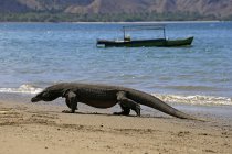 Komodo dragon walking on beach, closeup view, selective focus — Stock Photo