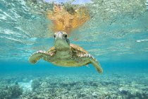 Vista frontal da tartaruga nadando no oceano, foco seletivo — Fotografia de Stock