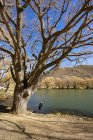 Altalena per pneumatici appesa ad un albero, Lago Benmore, Isola del Sud, Nuova Zelanda — Foto stock