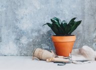 Vista de close-up de vaso vegetal com ferramentas de jardinagem — Fotografia de Stock