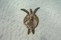 Overhead view of a turtle swimming in ocean — Stock Photo