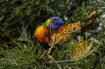 Птица лори-рейнбоу, питающаяся деревом — стоковое фото