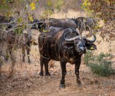 Vista panorámica del rebaño de búfalos en los arbustos, Zimbabwe - foto de stock