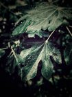Nahaufnahme einer Feigenpflanze im Regen — Stockfoto