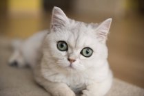 Portrait of a white cat, closeup view, blurred background — Stock Photo