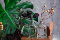 Rustic wooden box with glass vases and plants — Stock Photo