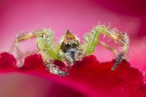 Nahaufnahme einer Mohawk-Spinne auf einer Blume, Makrotrieb — Stockfoto
