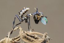 Mantis comer um inseto, vista close-up — Fotografia de Stock