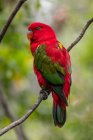 Retrato de um papagaio em um ramo contra fundo borrado — Fotografia de Stock