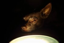 Kurzmantel-Chihuahua-Hund sitzt an einer Stehlampe — Stockfoto