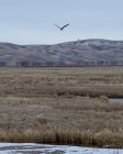 Bald eagle flying across field in winter, Wyoming, America, USA — Stock Photo