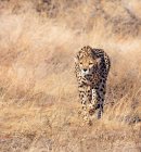 Hembra guepardo acecho presa en hierba, Kenia - foto de stock