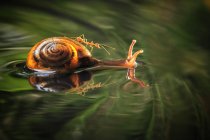 Snail swimming in water with an ant on its back — Stock Photo