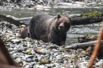 Famous brown grizzly bear in wilderness near water — Stock Photo