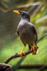 Starling bird perched on a branch against blurred background — Stock Photo