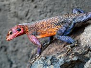 Retrato de lagarto agama sentado en la roca - foto de stock