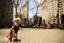 Poodle sitting on bench, Madison Square Park, Manhattan, Nueva York, Estados Unidos - foto de stock