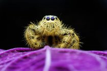 Macro pousse d'araignée sur une feuille, mise au point sélective — Photo de stock