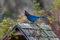 Синяя сойка, сидящая на кормушке для птиц, на размытом фоне — стоковое фото