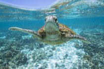 Vista frontale della tartaruga che nuota nell'oceano, fuoco selettivo — Foto stock