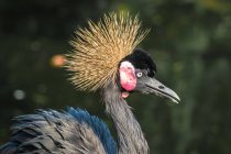 Portrait of Grey crowned crane against blurred background — Stock Photo