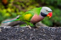 Portrait of a parrot on a wall, against blurred background — Stock Photo