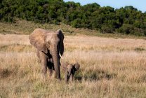 Elefantenkuh spaziert mit ihrem Kalb im Busch, Kenia — Stockfoto