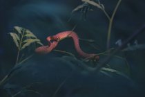 Keeled slug-eating snake on branches, misty background — Stock Photo