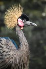 Portrait of Grey crowned crane, against blurred background — Stock Photo