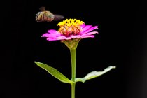 Bee hovering over a flower, macro shot — Stock Photo