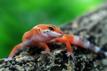 Porträt eines niedlichen Geckos, Nahaufnahme, selektiver Fokus — Stockfoto