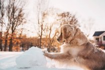 Golden retriever dog pushing a giant snowball — Stock Photo