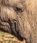 Gros plan d'un œil d'éléphant — Photo de stock