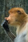 Портрет Proboscis мавпи, вид збоку. — стокове фото