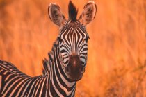 Porträt eines Zebras, Madikwe Game Reserve, Südafrika — Stockfoto