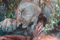 Самка льва ест добычу в дикой природе — стоковое фото