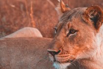 Vista ravvicinata di un muso leonessa, sfondo sfocato — Foto stock