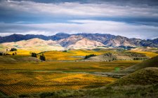 Vista panorâmica da paisagem rural com vinhas, Nova Zelândia — Fotografia de Stock