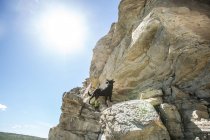 Cane in piedi su una scogliera, Wyoming, America, Stati Uniti — Foto stock