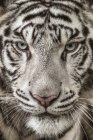 Close-up view portrait of a white tiger — Stock Photo