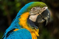 Ritratto di pappagallo, sullo sfondo sfocato — Foto stock