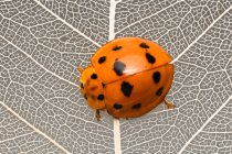 Nahaufnahme eines Marienkäfers auf einem trockenen Blatt — Stockfoto